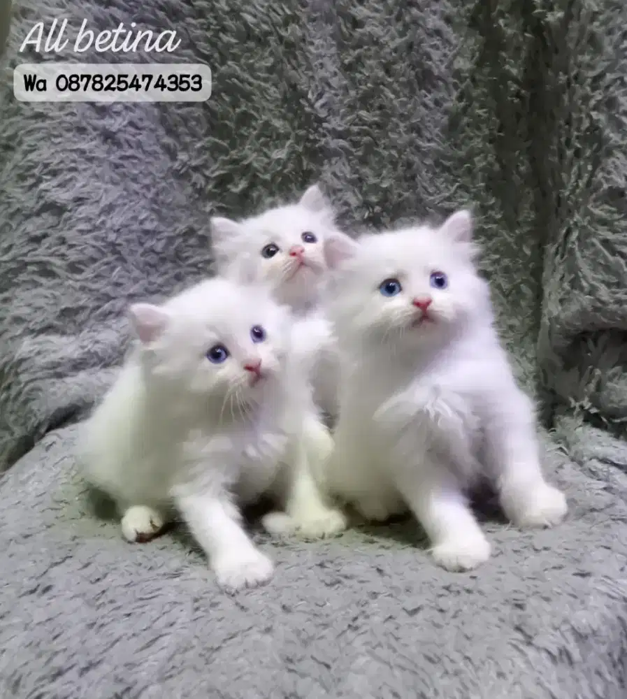 Kucing persia gimbul