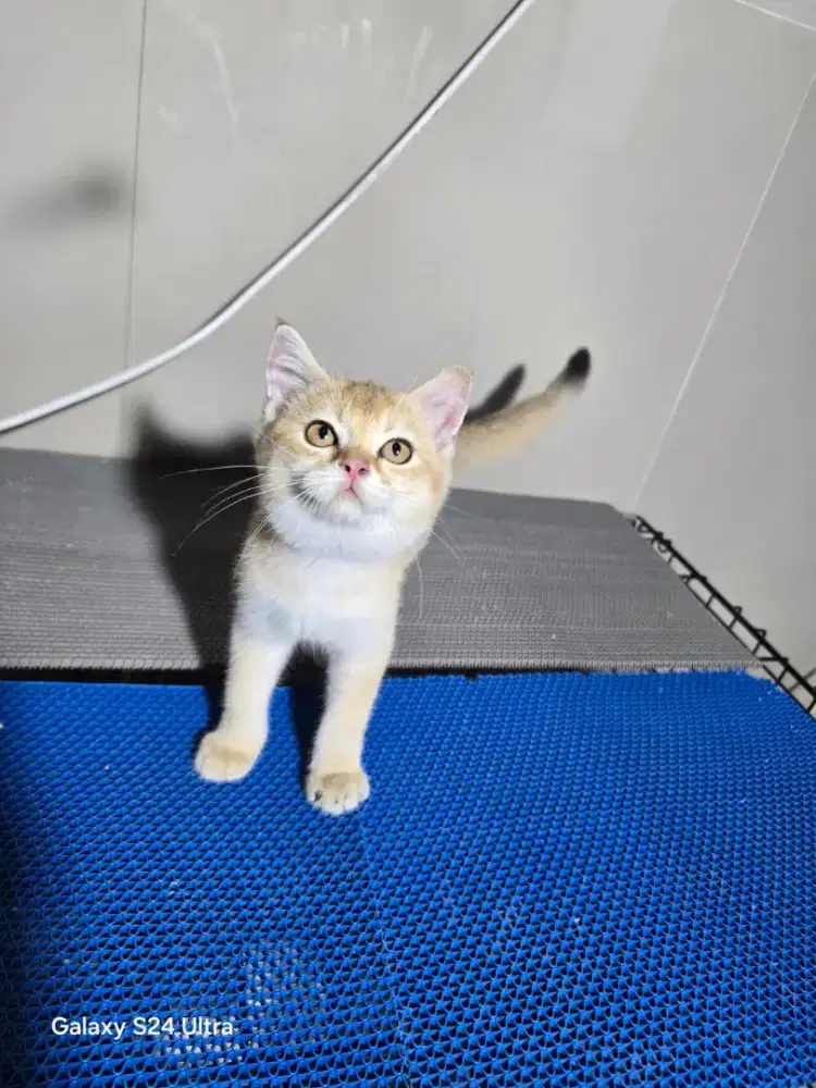 Kucing British golden Ny 11 umur 3,5 bulan