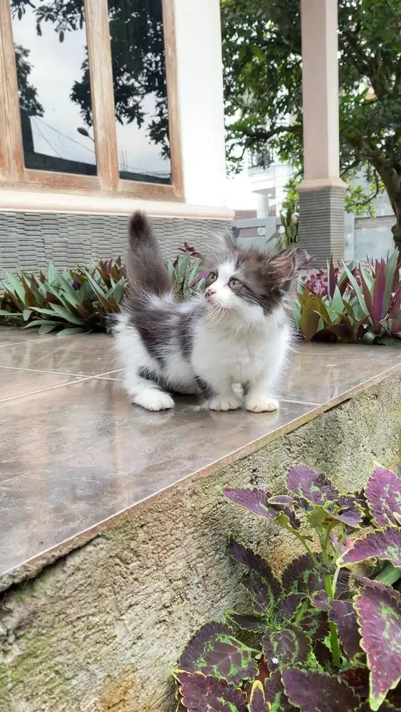 Kucing munchkin kitten minuet cebol british shorthair