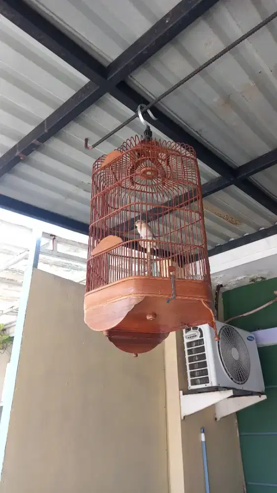 Branjangan import short lark