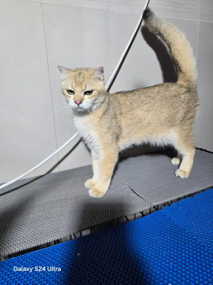 Kucing British golden Ny 11umr 8 bulan