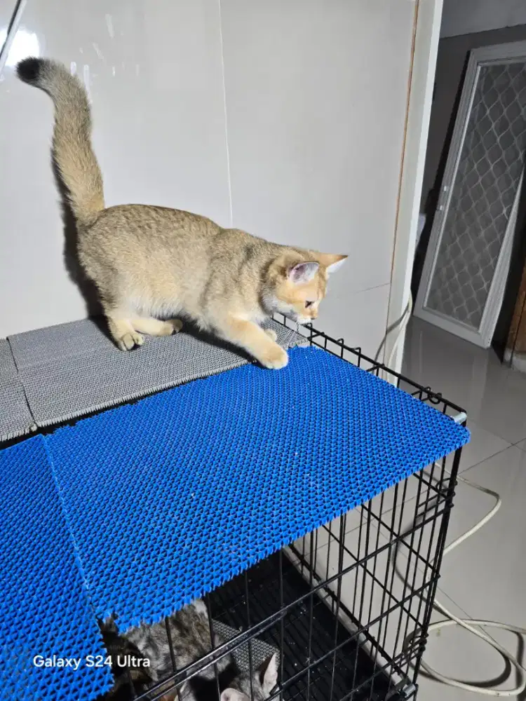Kucing British Golden Ny 11 UMR 4 bulan