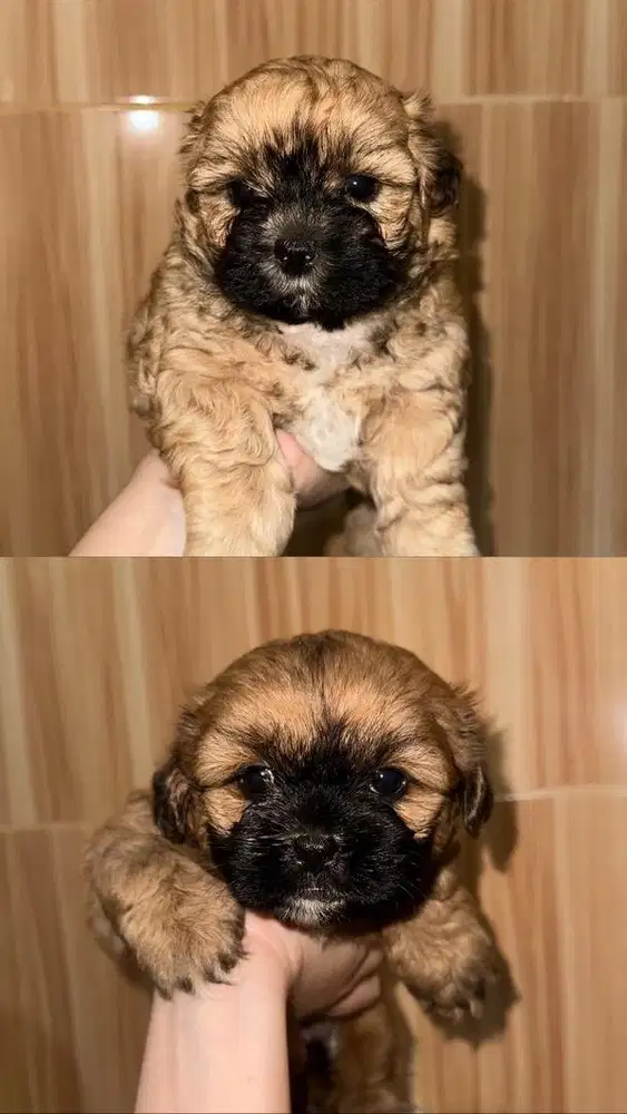 Shihtzu mix Poodle