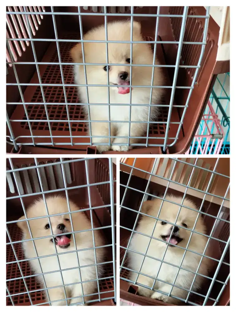 Minipom Betina Bulu Tebal