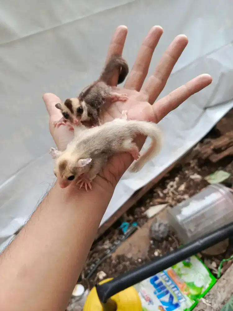 Sugar glider sepasang joey murah
