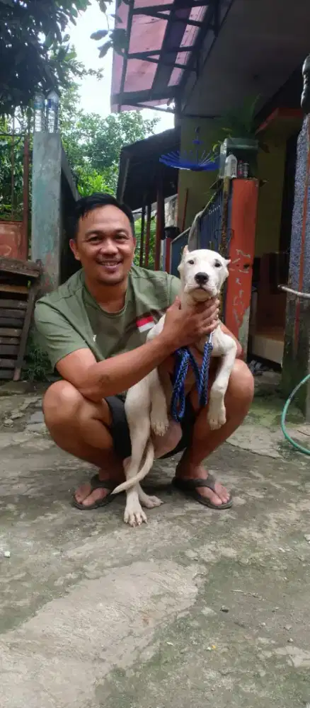 Dogoargentino betina 4 bln