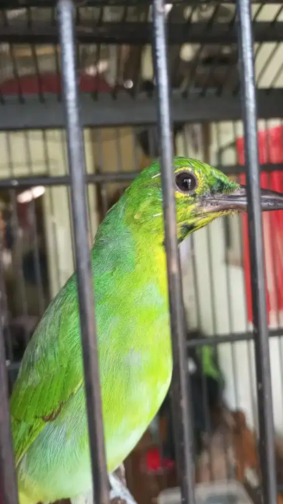 Burung murai kembang trotol jantan prospek