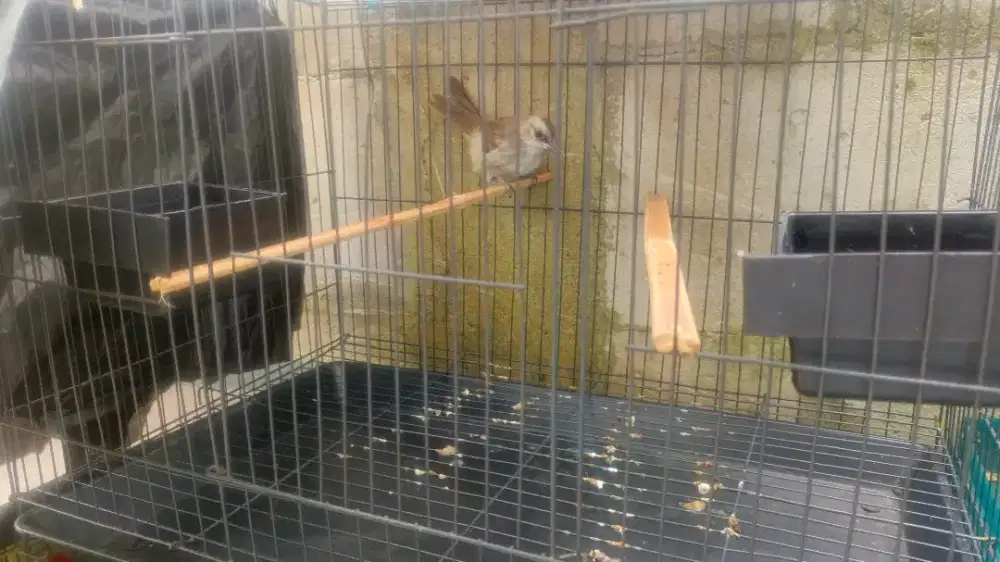 Trucuk Paud trucukan jinlat