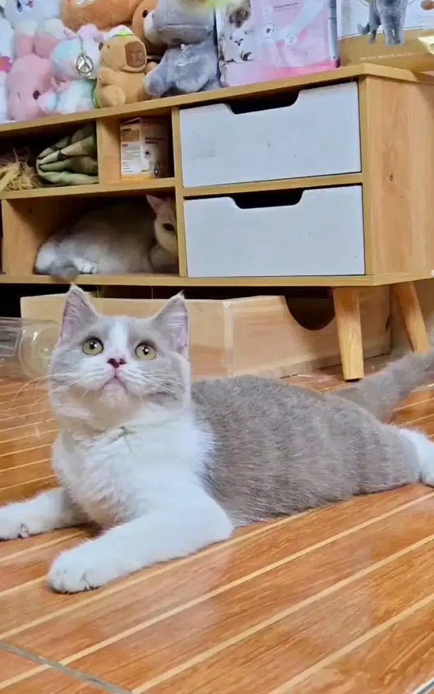 Kucing BSH Lilac Bico