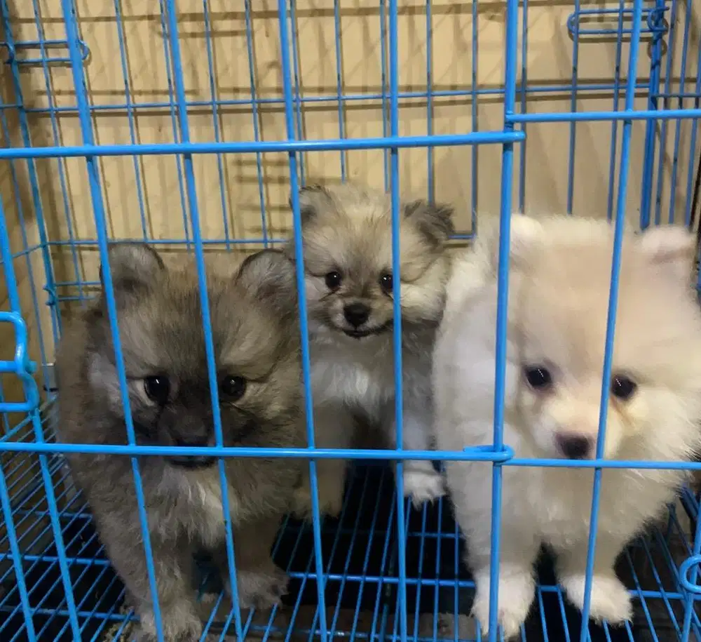 anak anjing Pom / Pomeranian