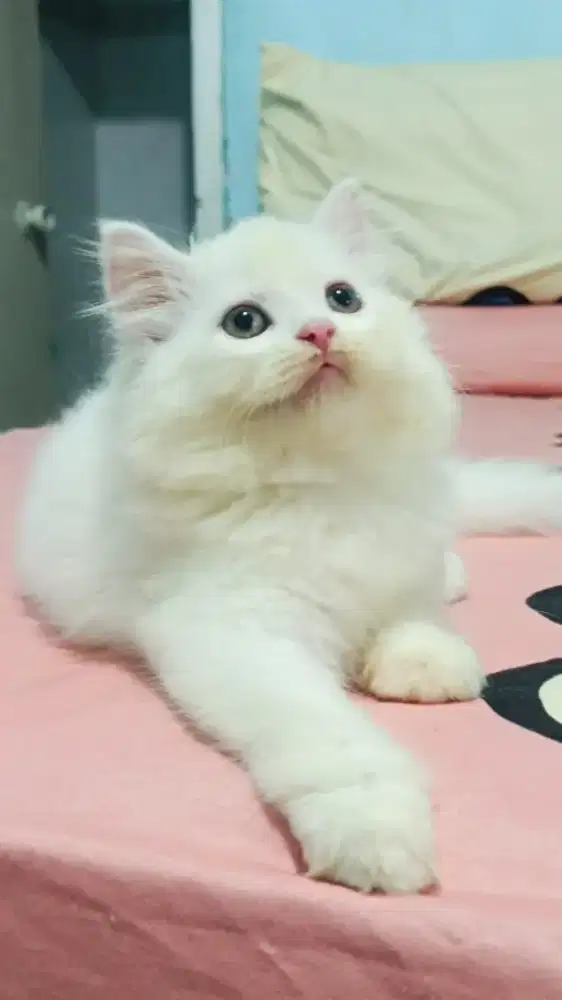 Kitten Persia 2.5 bulan