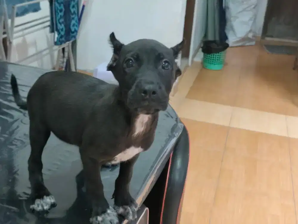 Pit Bull Jantan Black Non Stamboom sudah kupir