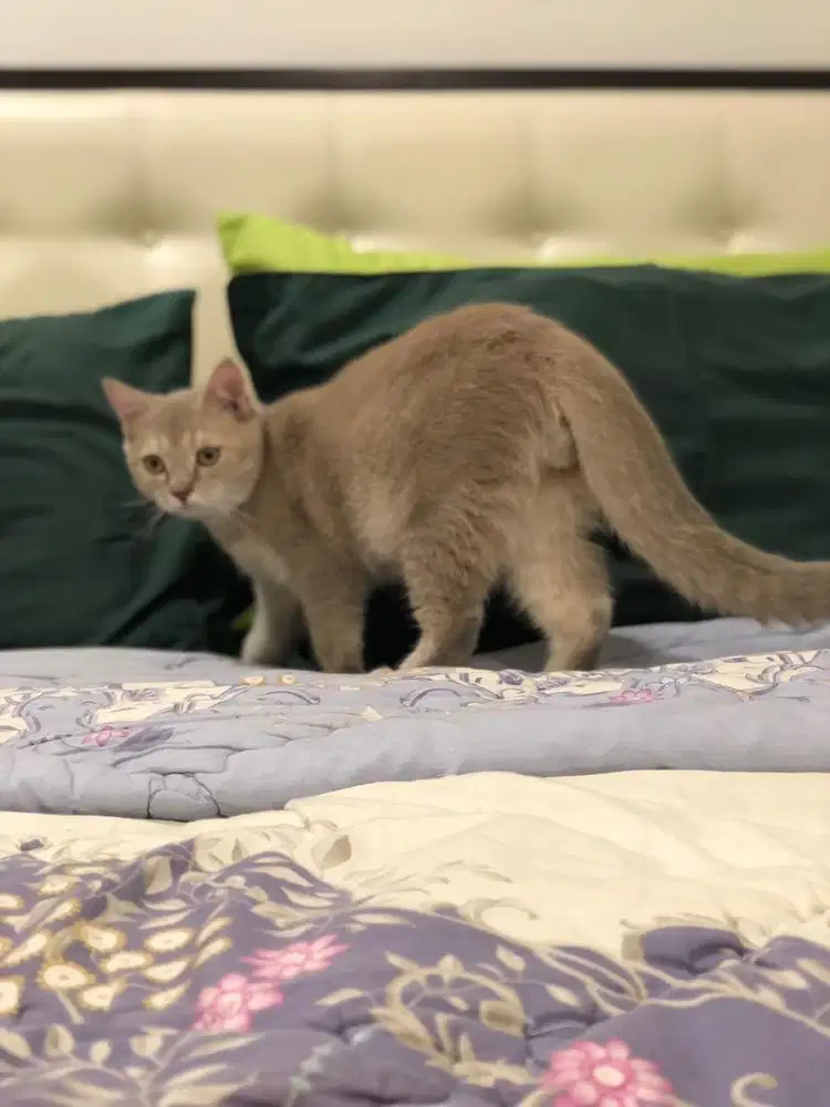 Bsh lilac/fawn jantan