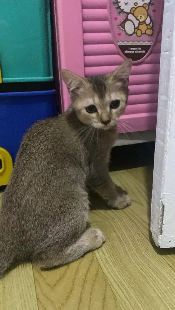 BSH (British Short Hair) & BLH (British Long Hair)