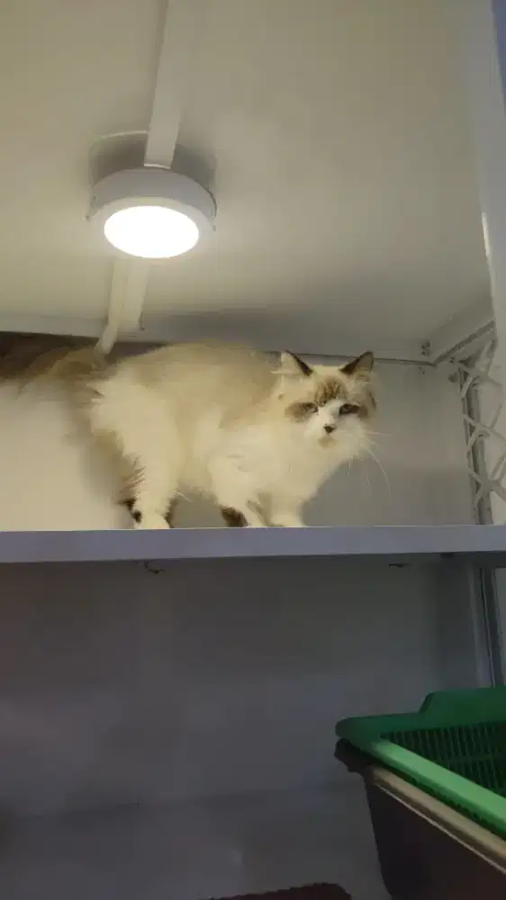 Kucing ragdoll betina