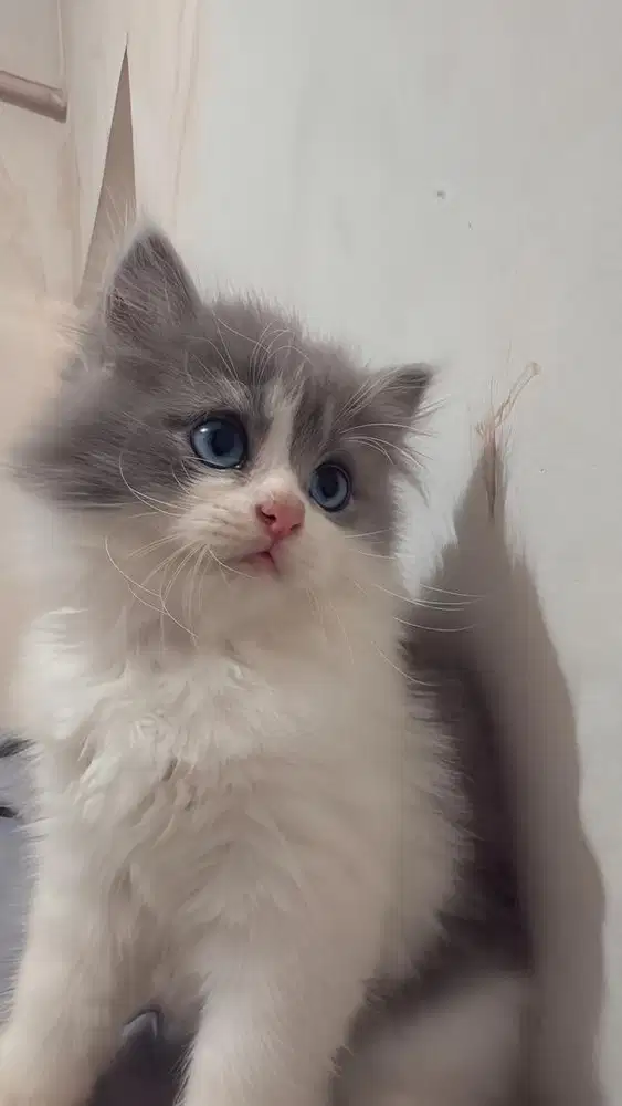 KITTEN PERSIA MEDIUM JANTAN