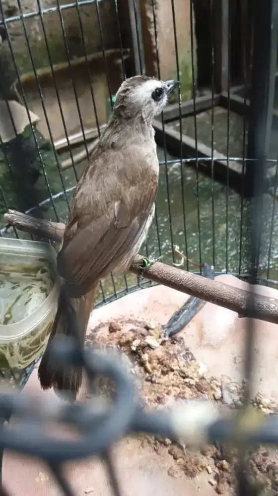 Di jual cpt, burung kenari 2 ekor crucukan 1 ekor udh pd gacor,