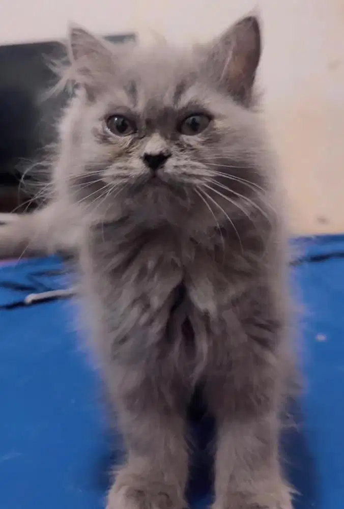 KITTEN PERSIA MEDIUM BETINA