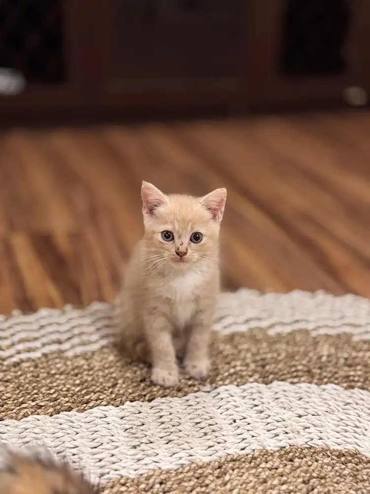 Kucing Mixbreed bsh, scotish, persia