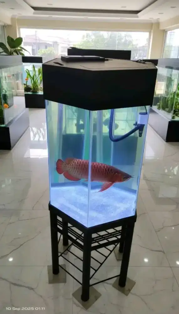 Akuarium segi 6 unik tidak pasaran