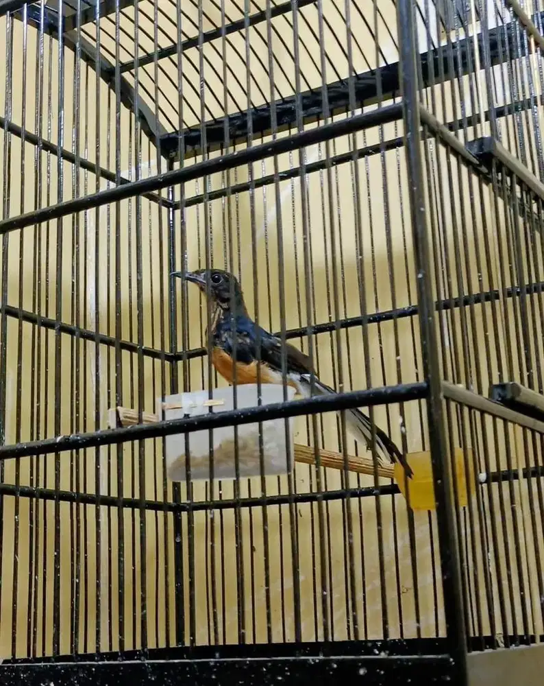 murai batu trotol jantan trah bahorok prestasian 25x14cm