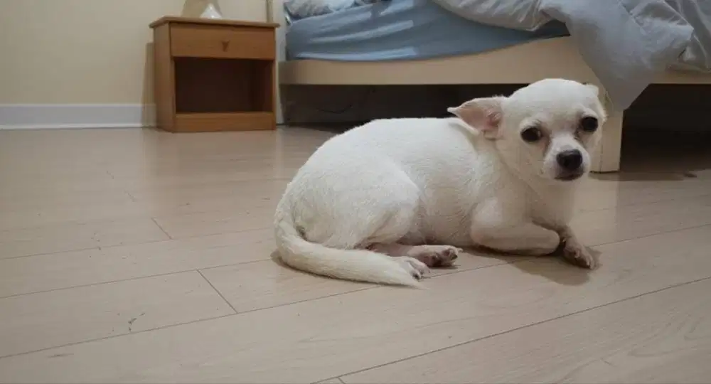DIJUAL CHIHUAHUA