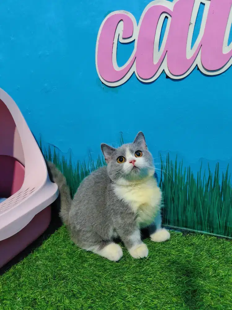 Munchkin BSH Betina Bico Blue Kitten British Short Hair Cebol