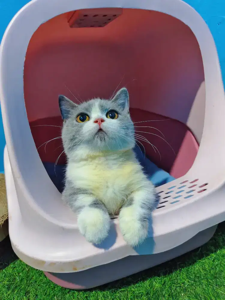 Munchkin BSH Bico Blue Kitten British Short Hair Betina Cebol