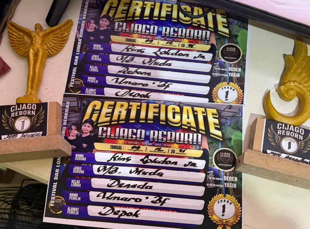 murai batu pastol PRESTASI anget