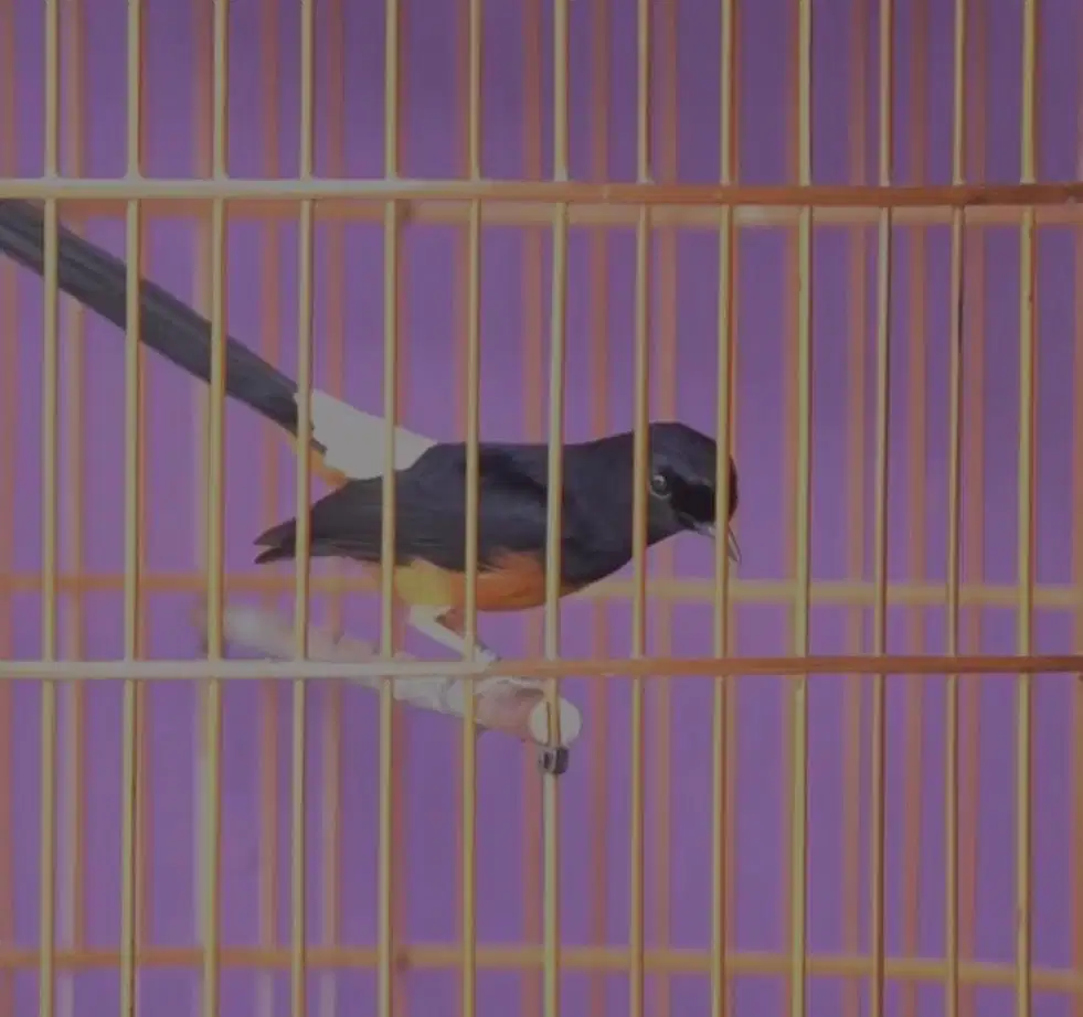 murai batu betina siapan trah split panda ekor putih