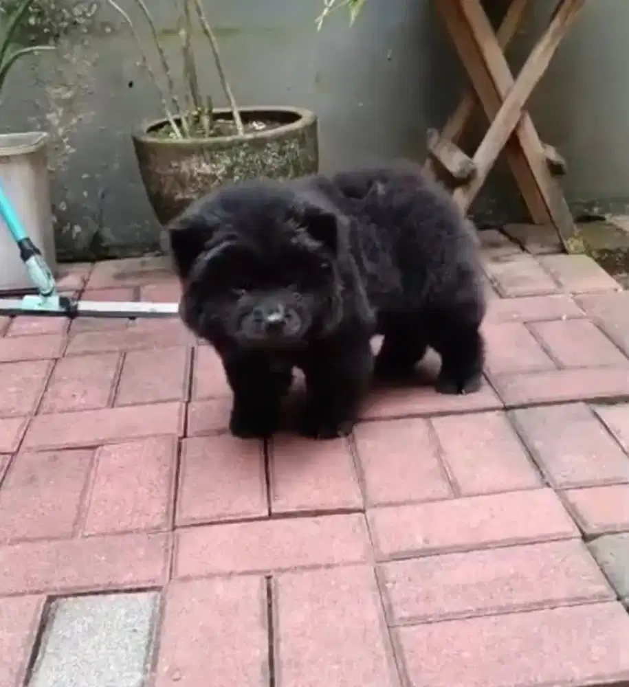 Jual anjing chow chow jantan