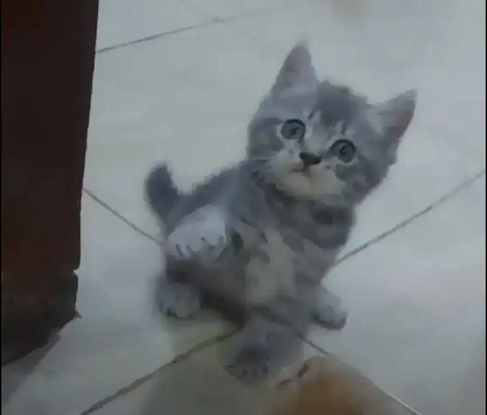 Sepasang BSH Blue tabby dan BSH Red Line Ped