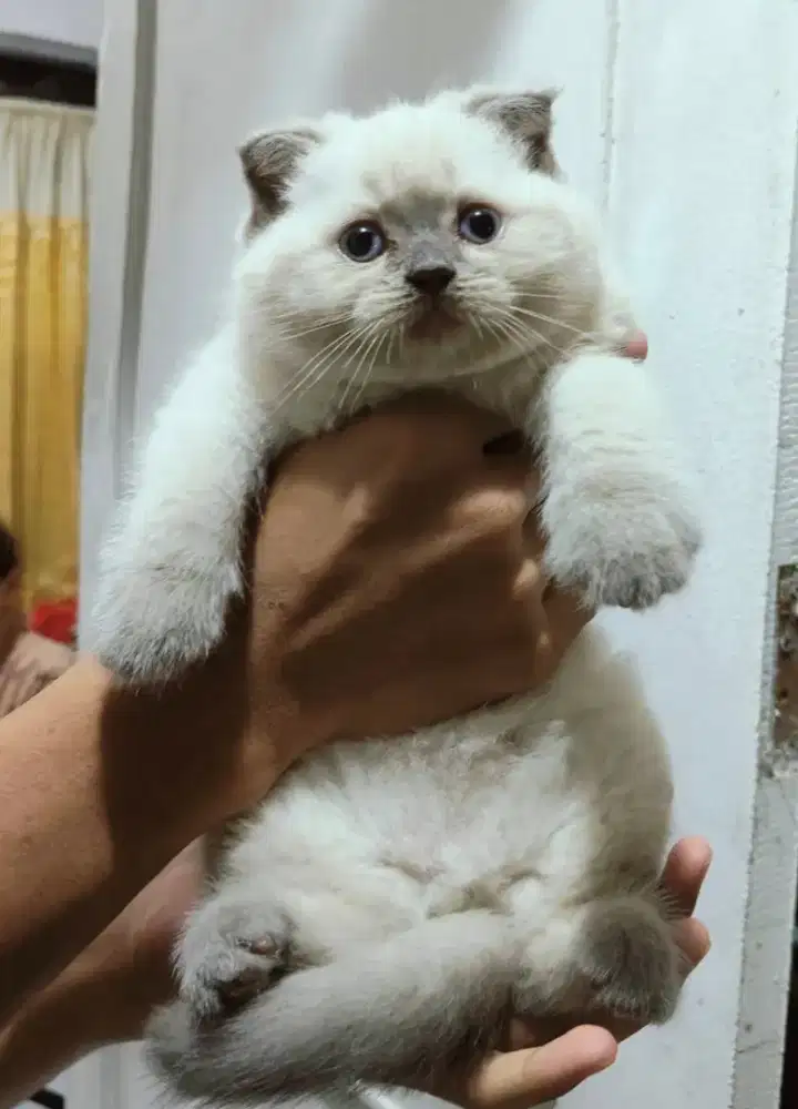 Scottish Fold Jantan