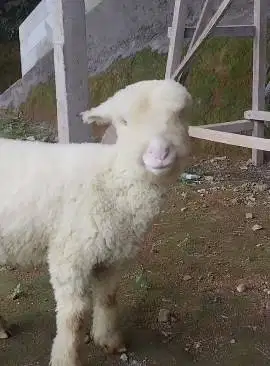 sepasang bibit domba merino super 4 bln 1 jantan 1 betina unggulan top