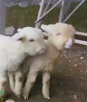 sepasang bibit domba merino super 4 bln 1 jantan 1 betina unggulan top