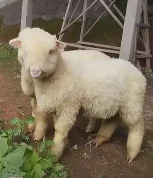 sepasang bibit domba hias merino 4 bln 1 jantan 1 betina super unggul