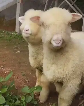 sepasang bibit domba hias merino 4 bln 1 jantan 1 betina super unggul