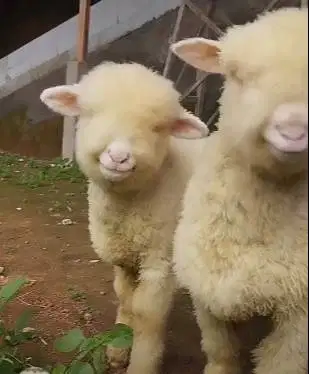 sepasang bibit domba hias merino super 4 bln 1 jantan 1 betina unggul