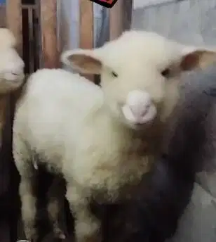 sepasang bibit cempe domba hias merino super 4 bln 1 jantan 1 betina