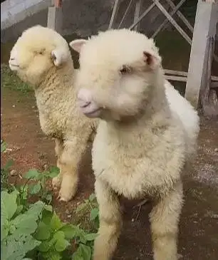 sepasang bibit cempe domba hias merino super 4 bln 1 jantan 1 betina