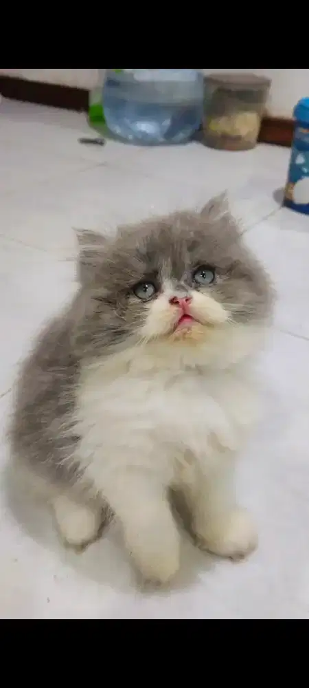 Kitten Usia 3 Bulan Betina Abu Putih