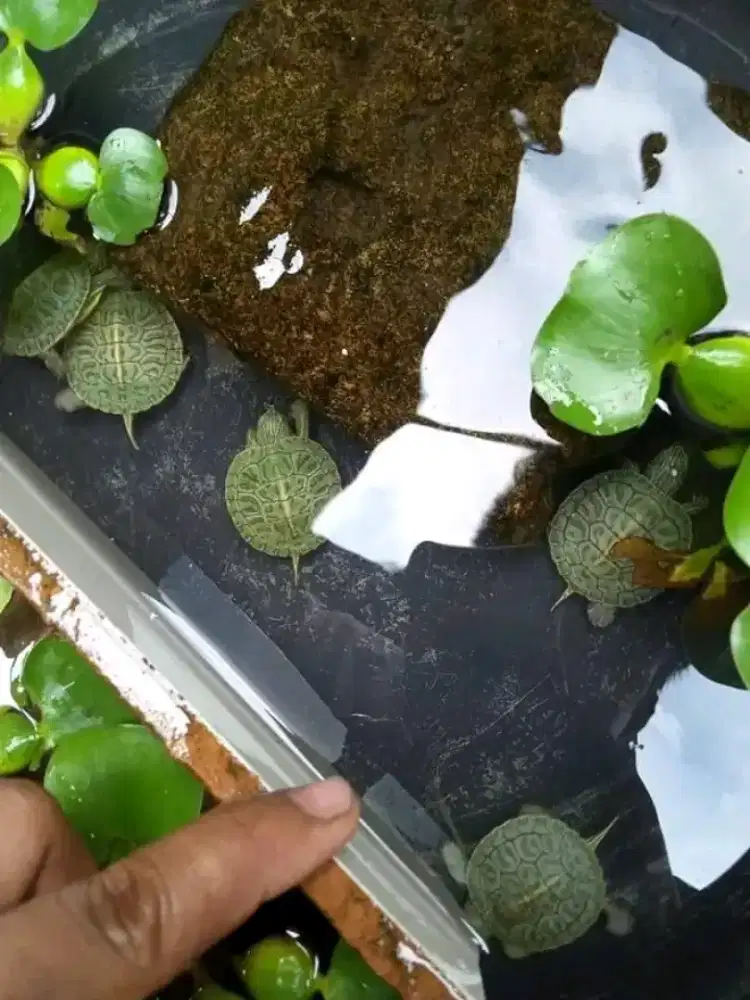 Baby kura-kura brazil