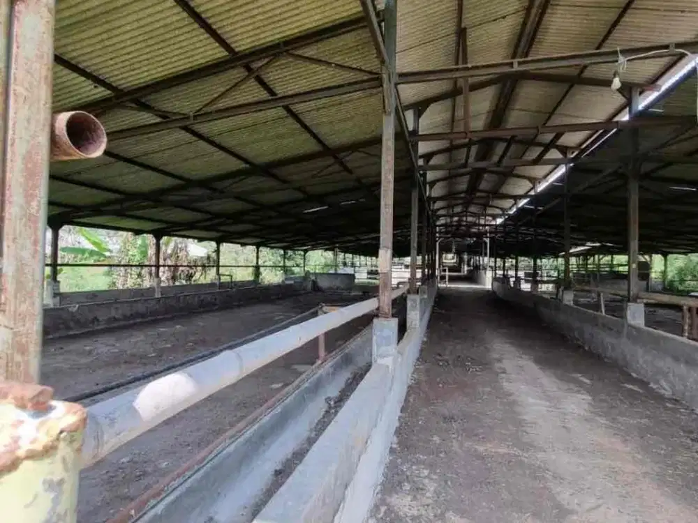 Dijual kandang sapi siap pakai di bogor