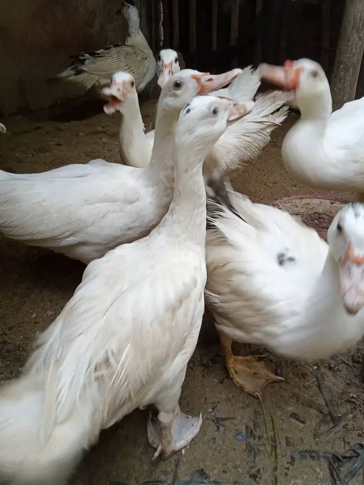 Monggo Dijual borongan mentok