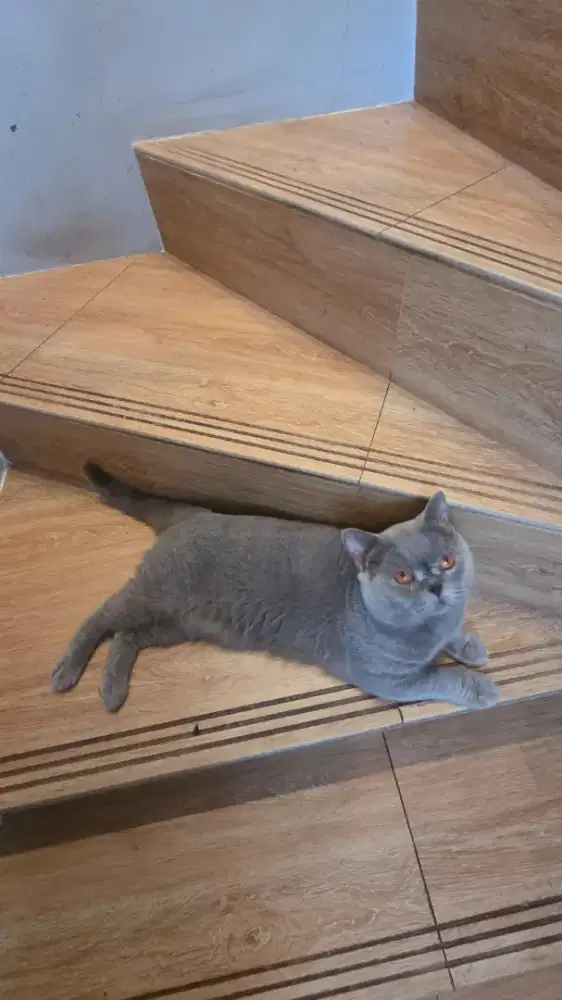 PACAK KUCING BRITISH SHORTHAIR BSH TANGERANG