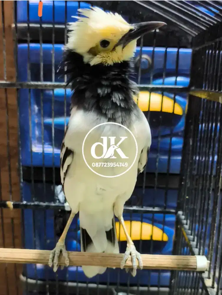 Jalak Hongkong pastol