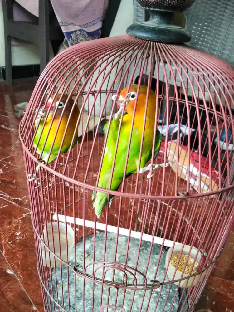 Sepasang Lovebird josan