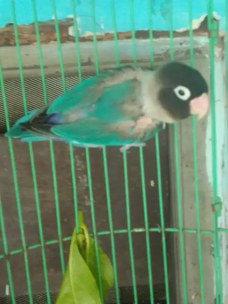 LOVEBIRD KTP JANTAN LAGI CABUL USIA MAPAN 250 BURJA NET AJA