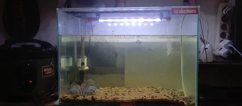 Aquarium 60x30x40 fullseet dan ikan rbp10 ekor