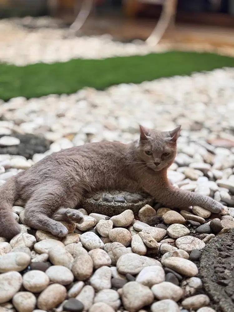 Kucing mix bsh murah steril